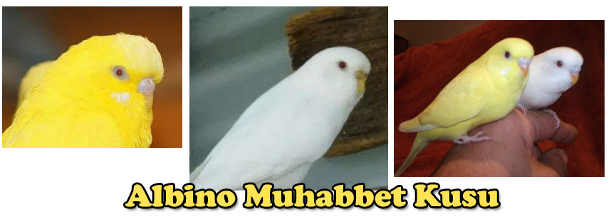 Albino Muhabbet Kuşu