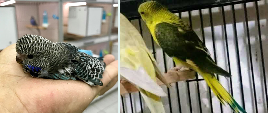 Blackface Muhabbet Kuşu