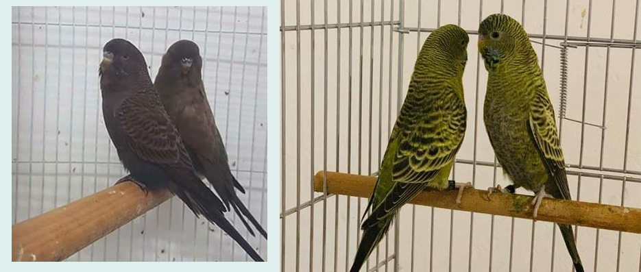 Blackface Muhabbet Kuşu