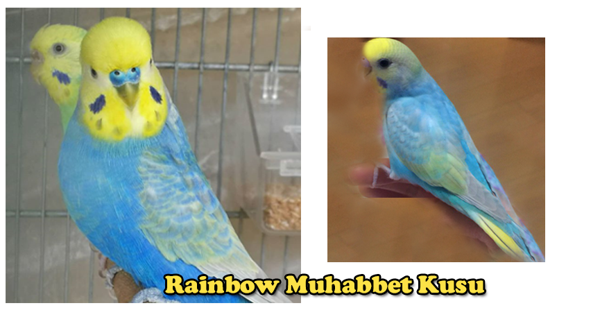 Rainbow muhabbet kuşu