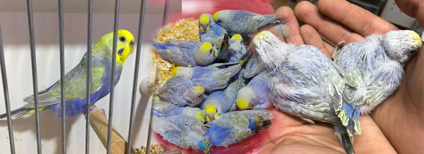 Rainbow muhabbet kuşu