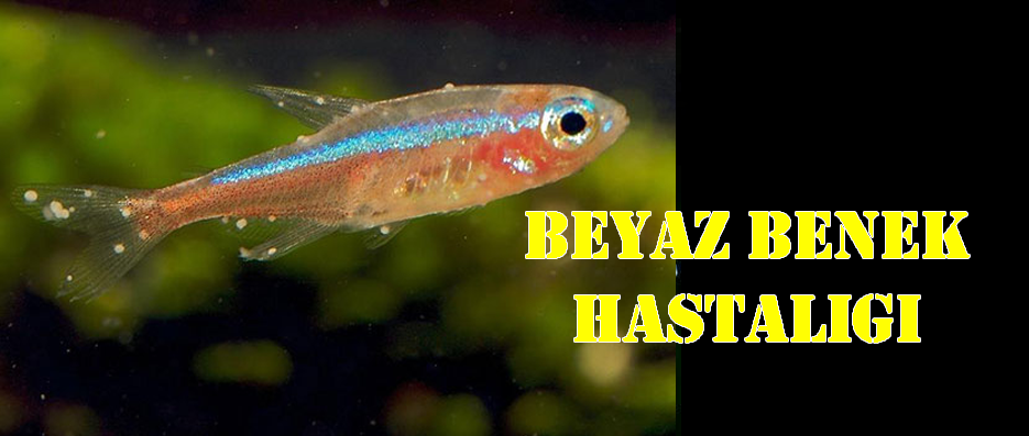 Beyaz Benek Hastalığı