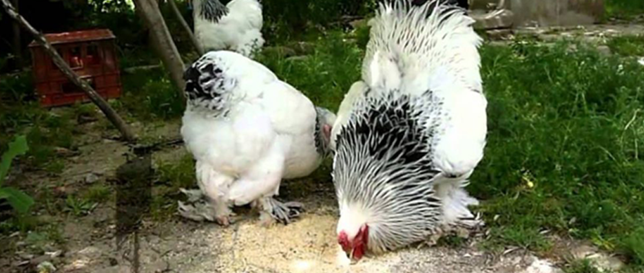 Brahma