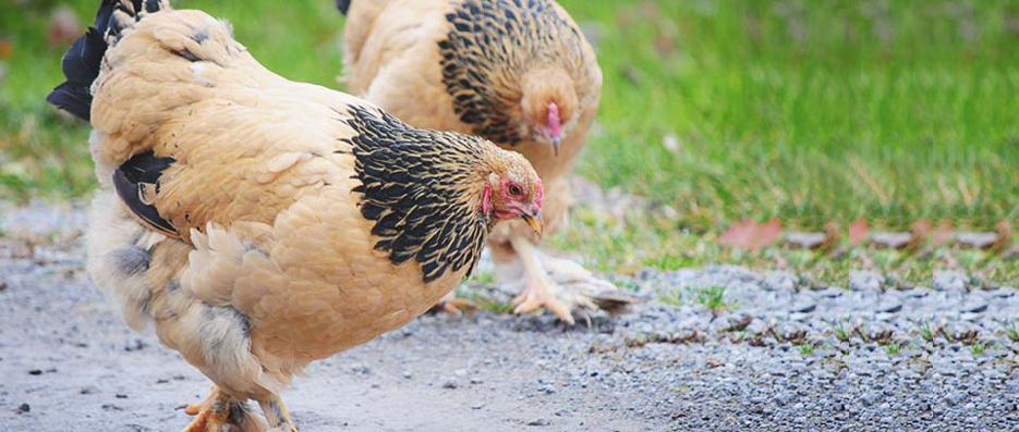 Brahma Tavuk Görünüm Özellikleri