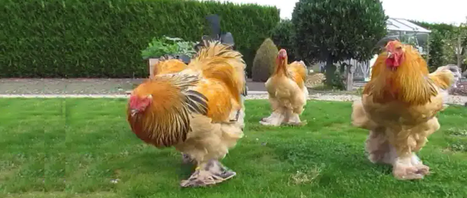 Brahma