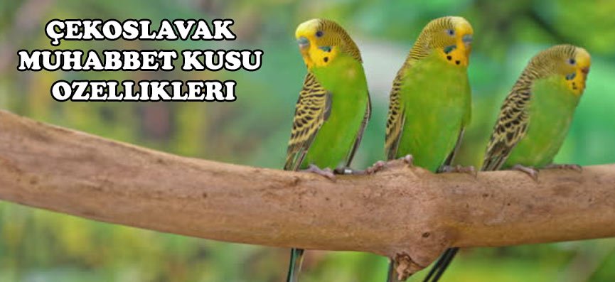 Çekoslavak Muhabbet Kuşu