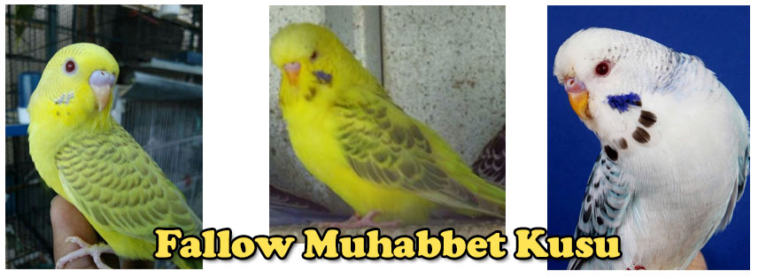 Fallow Muhabbet Kuşu