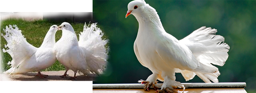 Güvercin Eşe Atılması