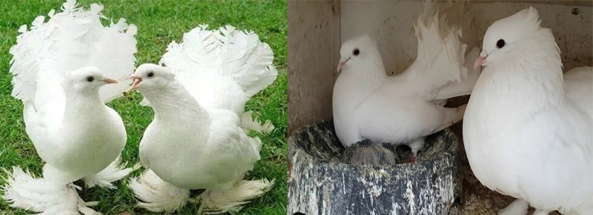 Güvercin Eşe Atılması