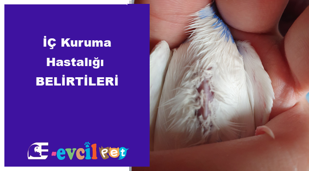 İç Kuruma Hastalığı ve Tedavisi