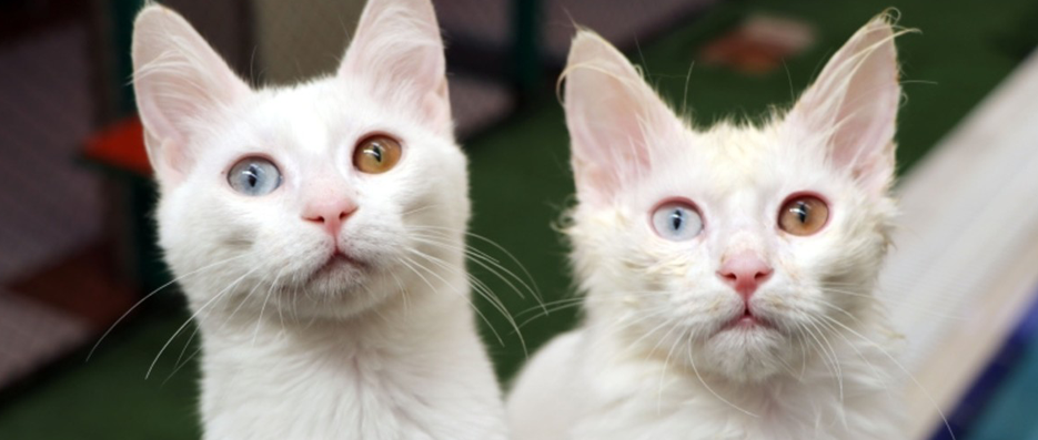 Kedi Çiftleşmesi
