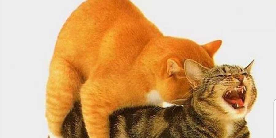 Kedi Çiftleşmesi