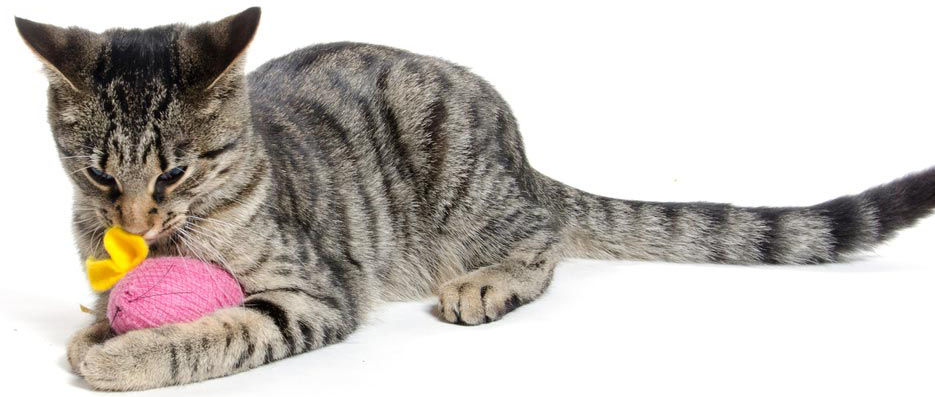Kedi Kısırlaştırma
