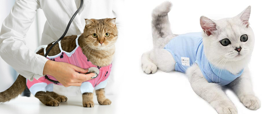 Kedi Kısırlaştırma