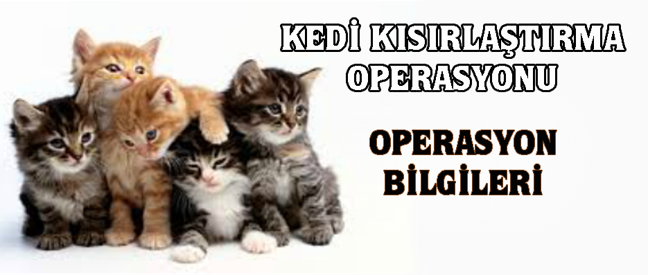 Kedi Kısırlaştırma