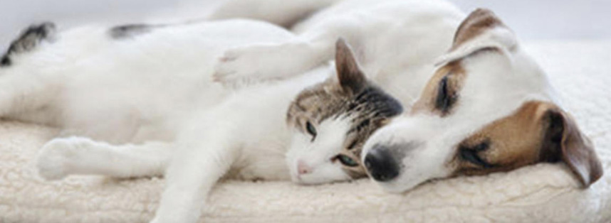 Evde Kedi Köpek Kokusu Nasıl Giderilir?