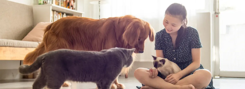 Evde Kedi Köpek Kokusu Nasıl Giderilir?