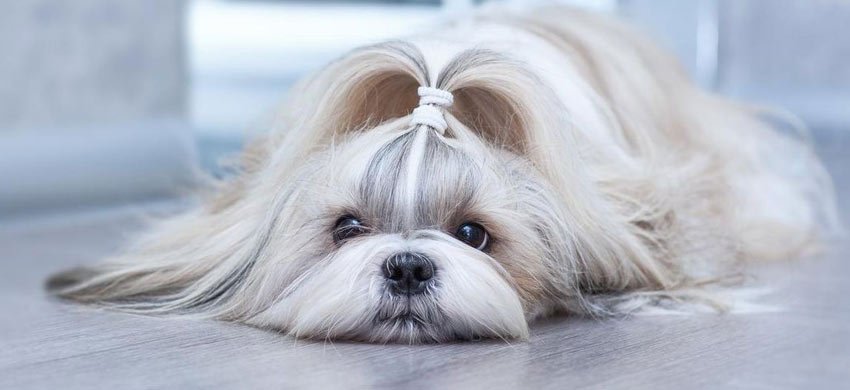 Köpekler Nasıl Sakinleştirilir?