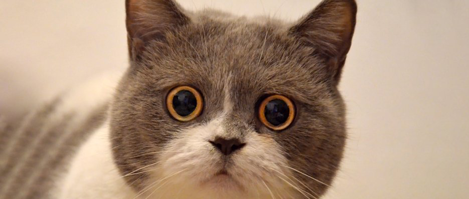 Corona Virüsü İnsandan Kedi Bakımı