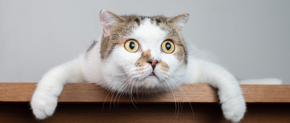 Corona Virüsü İnsandan Kedi Bakımı