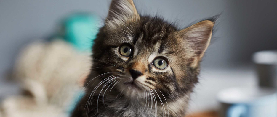 Corona Virüsü İnsandan Kedi Bakımı