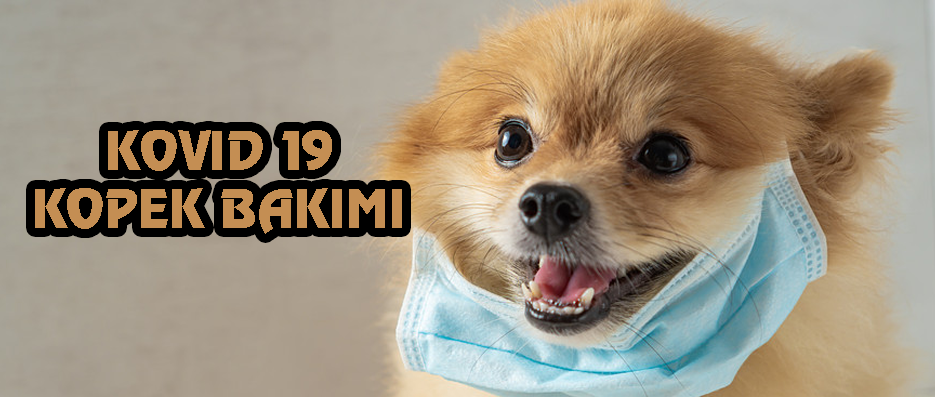 Corona Köpek Bakımı Nasıl Yapılmalı