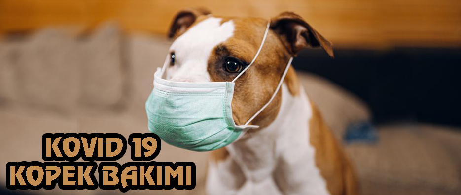 Corona Köpek Bakımı Nasıl Yapılmalı