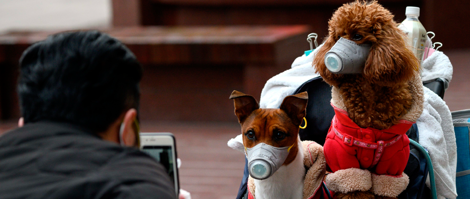 Corona Köpek Bakımı Nasıl Yapılmalı