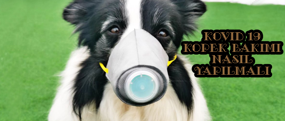 Corona Köpek Bakımı Nasıl Yapılmalı