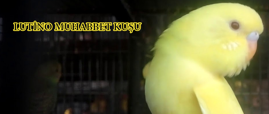 Lutino Muhabbet Kuşu