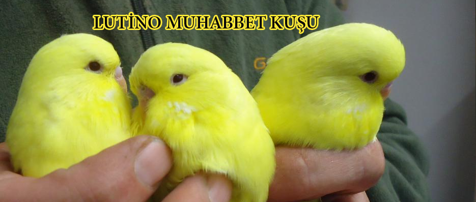 Lutino Muhabbet Kuşu