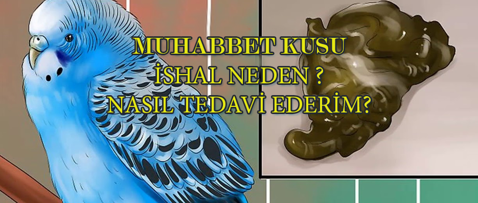 Muhabbet Kuşu İshal