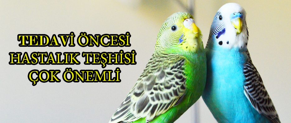 Muhabbet Kuşu İshal Neden olur?