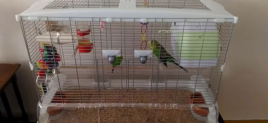 Muhabbet Kuşu Kafes Modeli