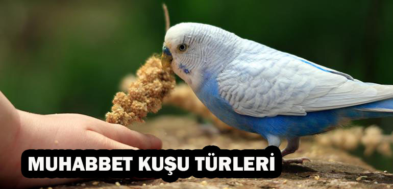Muhabbet Kuşu Türleri