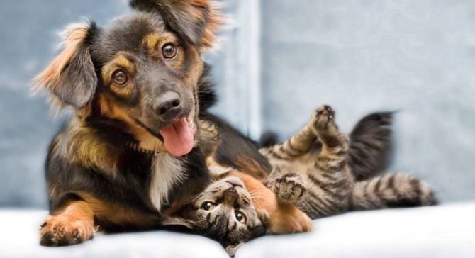 Köpek Pati Ver Komutu