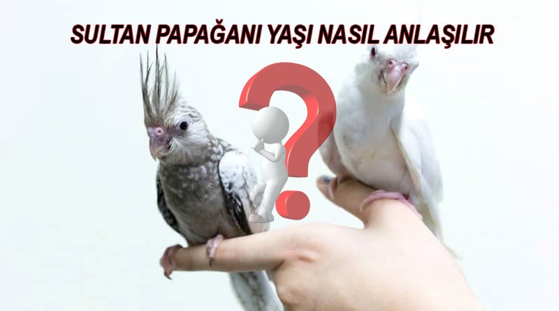 sultan papağanı yaş tahmini