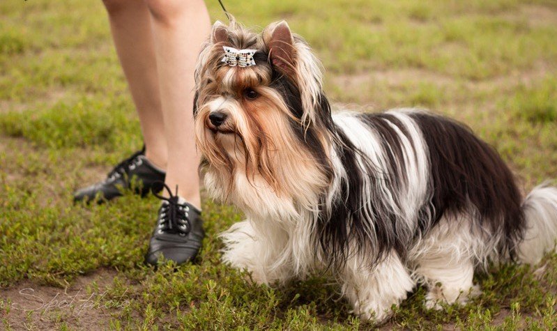 Köpeklerde Temel İtaat Eğitimi