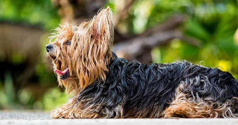 Köpeklerde Temel İtaat Eğitimi