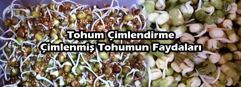 Muhabbet Kuşu Tohum Çimlendirma