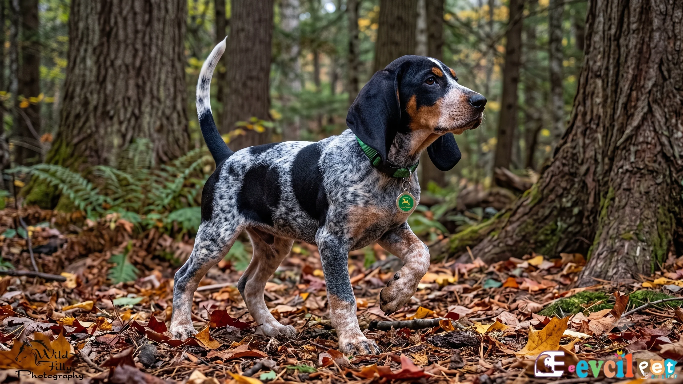 Sonbahar ormanında yeşil tasmayla ayakta duran, mavi-siyah benekli tüyleri ve uzun kulaklarıyla sevimli Mavi Benekli Rakun Tazısı (Bluetick Coonhound) yavrusu.