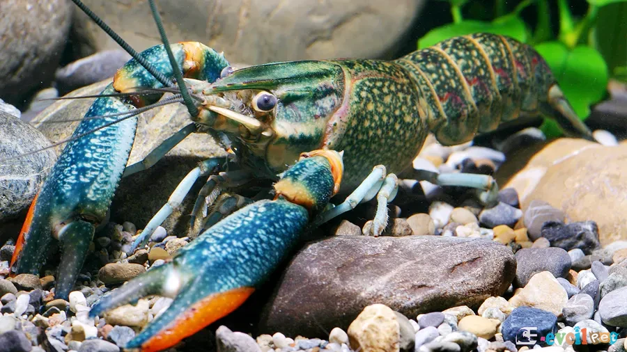 Kırmızı Kıskaçlı Kerevit Cherax quadricarinatus 3