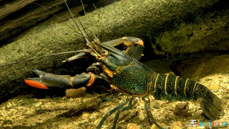 Kırmızı Kıskaçlı Kerevit Cherax quadricarinatus 4