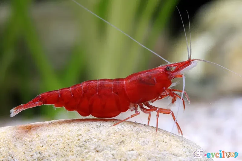Neocaridina davidi (Kiraz Karidesi) 1