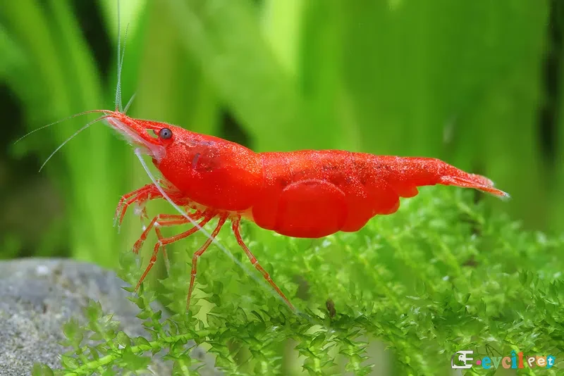 Neocaridina davidi (Kiraz Karidesi) 2