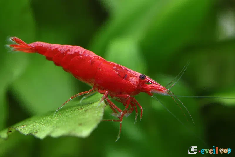 Neocaridina davidi (Kiraz Karidesi) 3