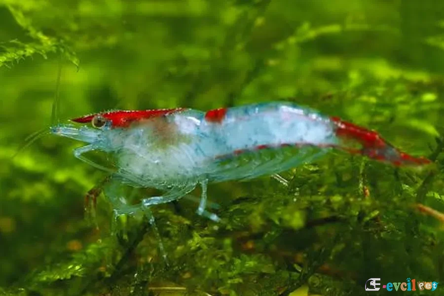 Neocaridina heteropoda var. Rili karides 2