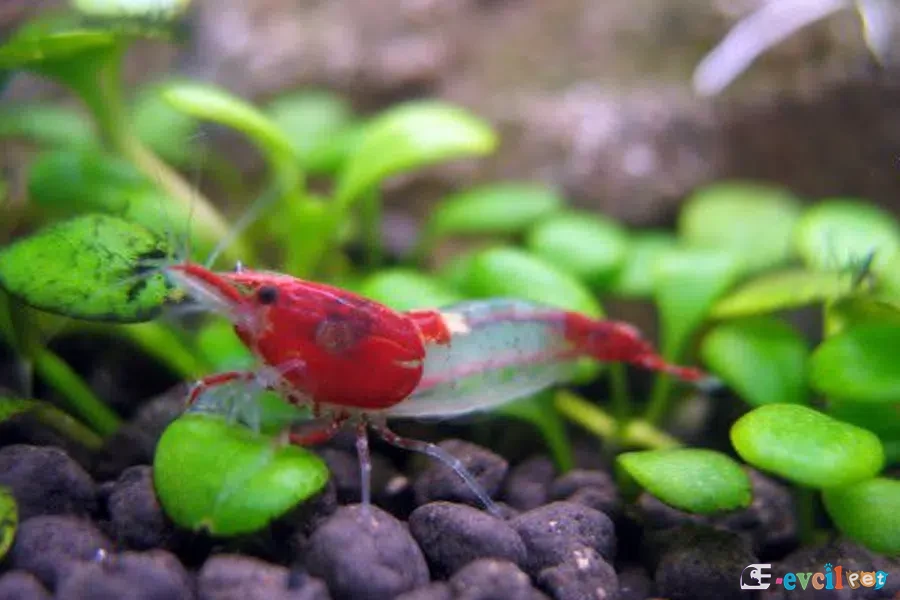 Neocaridina heteropoda var. Rili karides 3