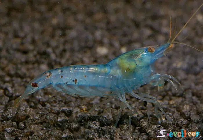 Neocaridina zhangjiajiensis var. Blue Pearl (Mavi İnci) 1