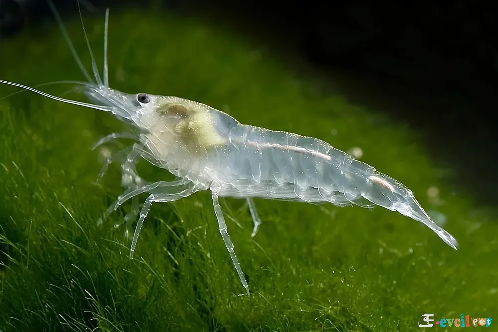 Neocaridina zhangjiajiensis var. White Pearl (Beyaz İnci) 1